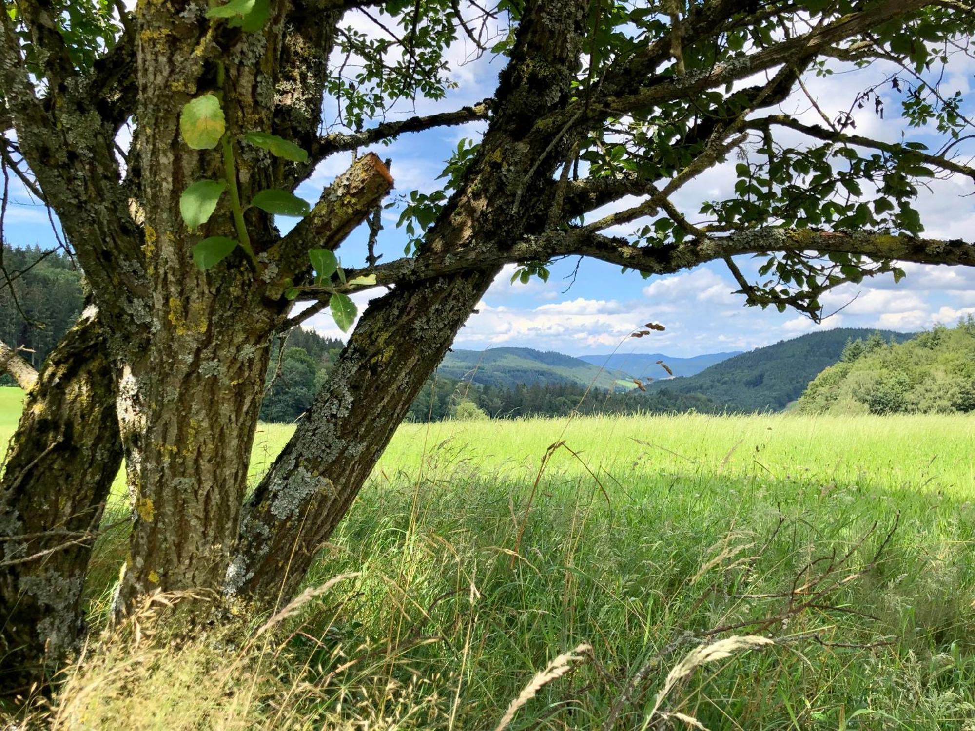 Ferien Im Schwarzwald Freiamt Hotel Buitenkant foto
