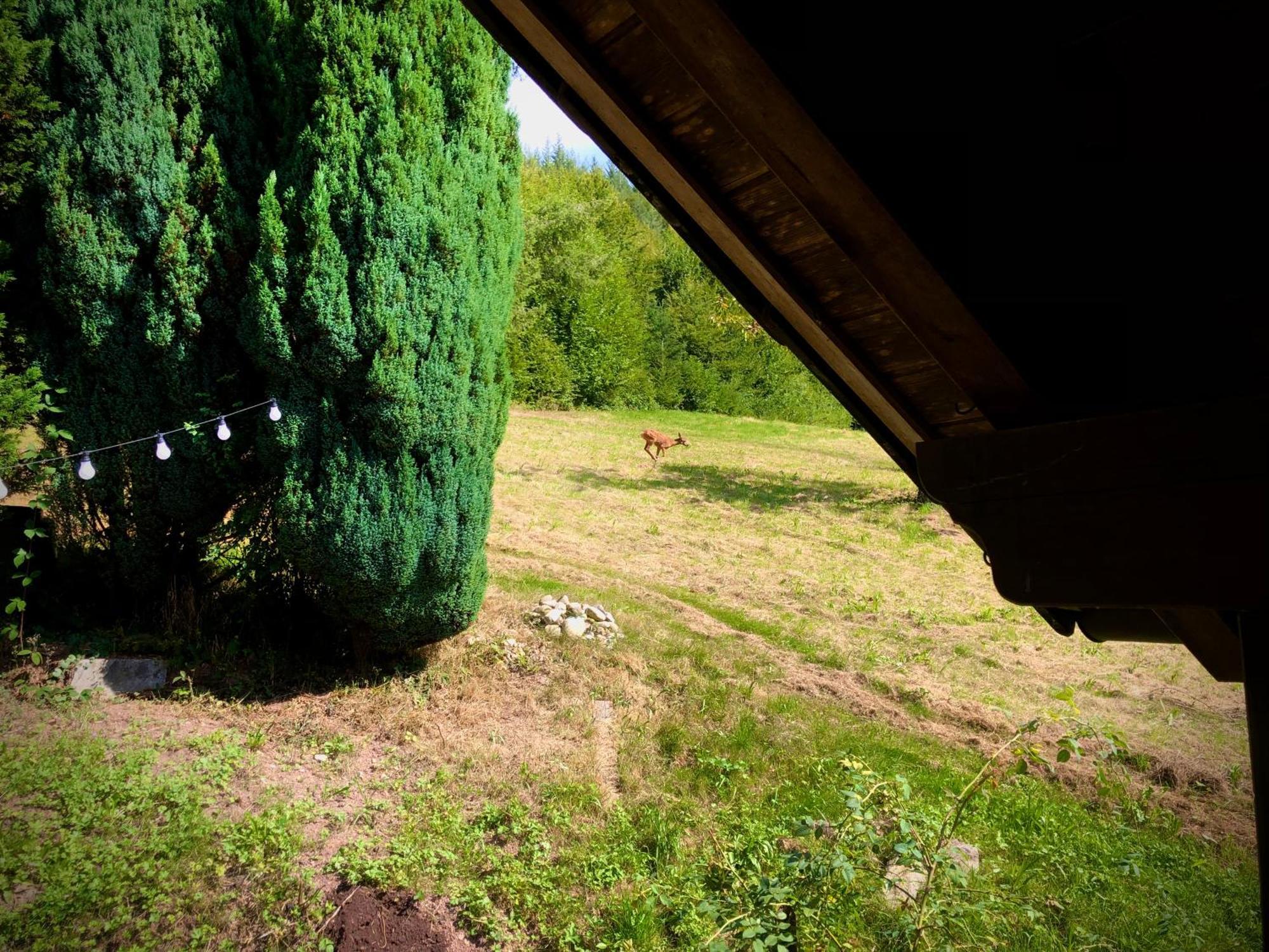 Ferien Im Schwarzwald Freiamt Hotel Buitenkant foto