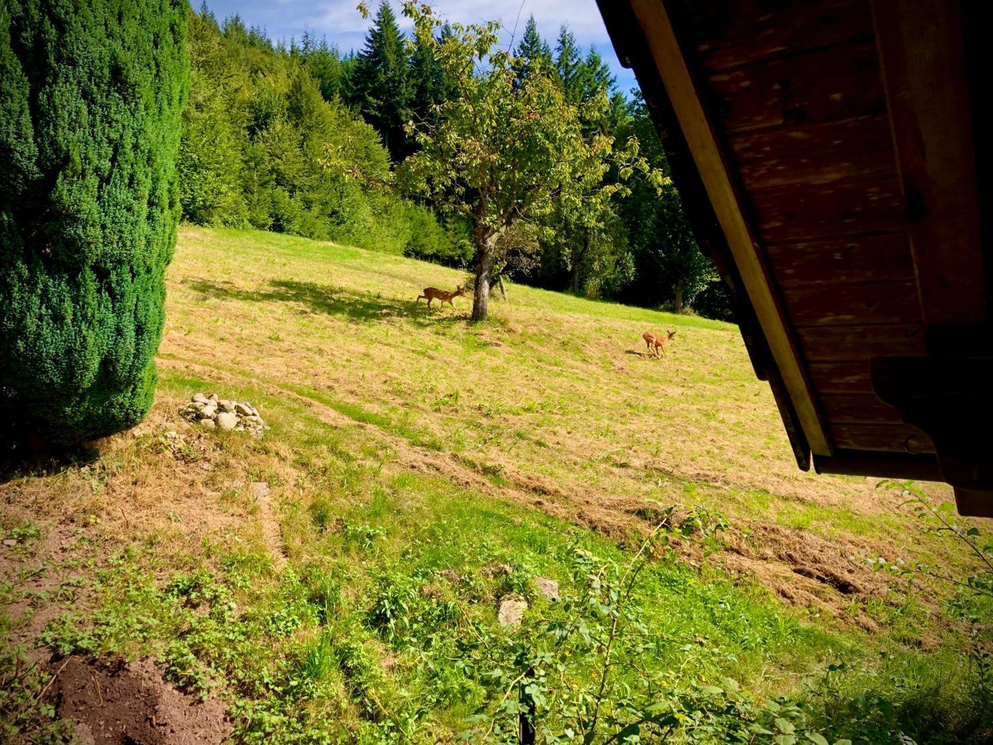 Ferien Im Schwarzwald Freiamt Hotel Buitenkant foto